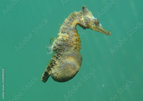 White's Seahorse Hippocampus whitei, White's Seepferdchen-Pregnant Male