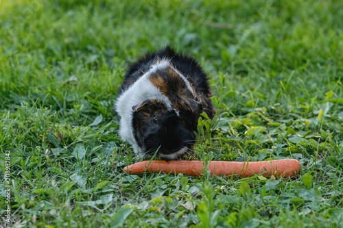 guinea pig eating a carrot