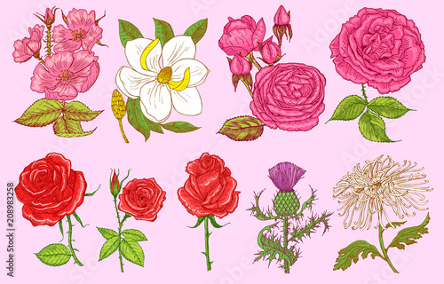 Set of Wedding botanical flowers in the garden or spring plant. Aster, dahlia with buds, peonies and roses, daffodils. Vector illustration. engraved hand drawn in old vintage sketch for card.