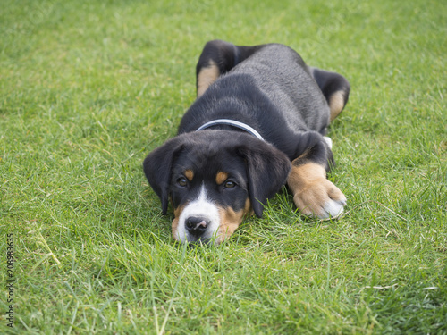 close up greater swiss mountain dog puppy portrait lying in the green grass, selective focus © Kristyna
