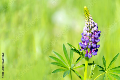 Lupinus, commonly known as lupin or lupine, one specimen, natural blurred background
