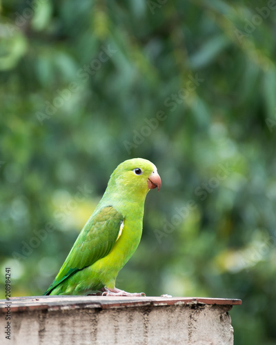 Brazilian parrot (maritaca) with nice background