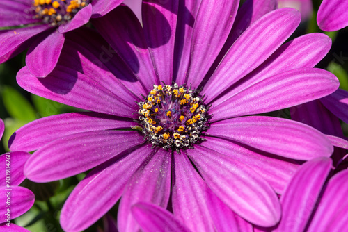 African daisy flowers background, dimorphotheca ecklonis.
