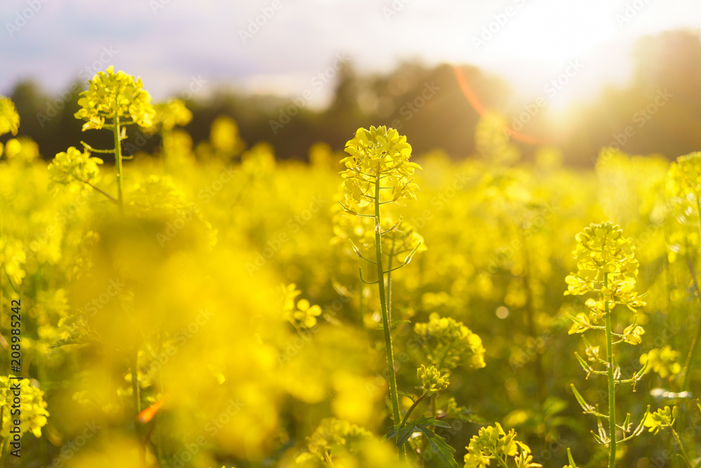 Mustard field in summer in cloudy weather Mustard field in summer in cloudy weather