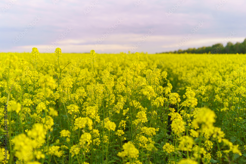 Mustard field in summer in cloudy weather