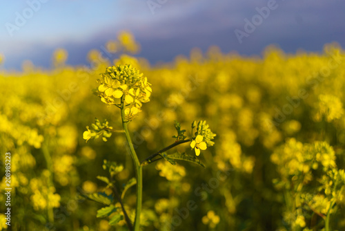 Mustard field in summer in cloudy weather