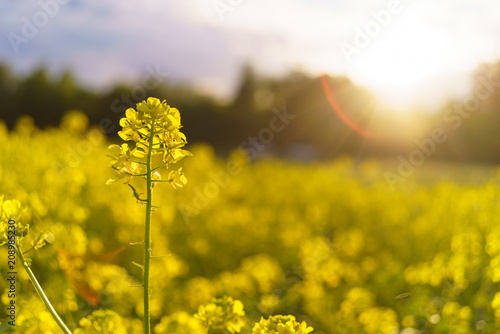 Fotografie Mustard field in summer in cloudy weather
