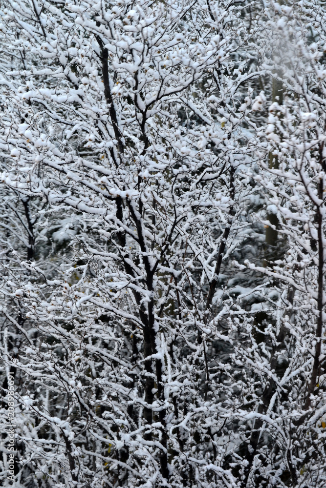 Snow Capped Trees