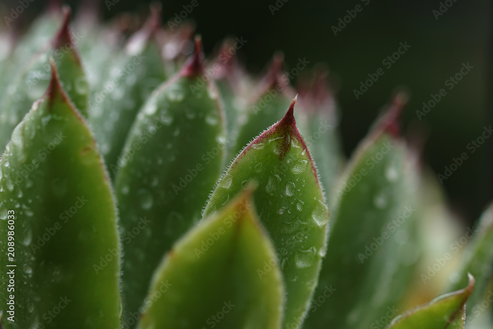 Closeup of houseleek, Hens and Chicks, with raindrops Closeup of houseleek, Hens and Chicks, with raindrops