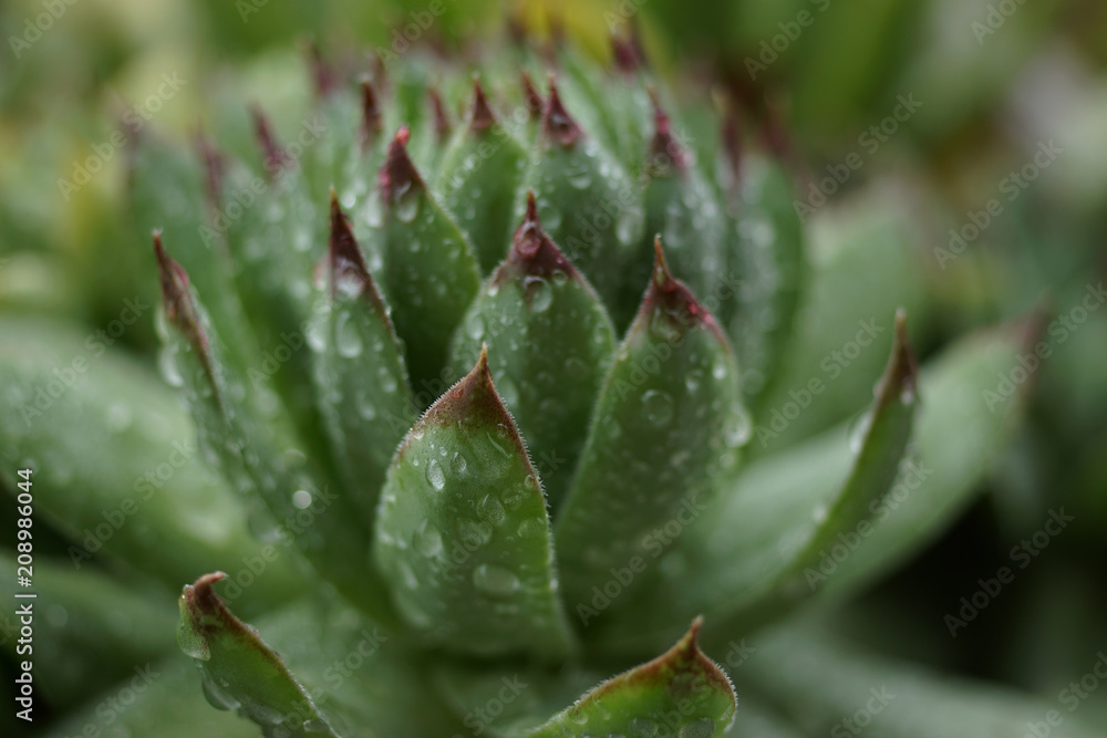 Closeup of houseleek, Hens and Chicks, with raindrops Closeup of houseleek, Hens and Chicks, with raindrops