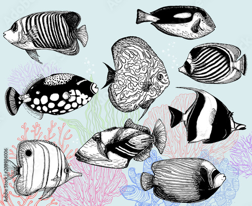 Set of hand drawn sketch style tropical fish and corals. Isolated vector illustration.