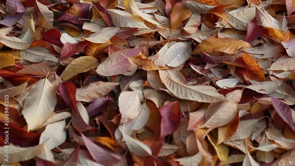 Colorful autumn leaves blown by Wind in the Park blurred background. selective focus.Portland OR USA Colorful autumn leaves blown by Wind in the Park blurred background. selective focus.Portland OR USA