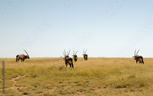 Oryx in the African savannah. 5 elements.