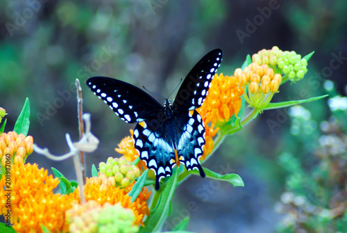 Spicebush Swallowtail butterfly wings