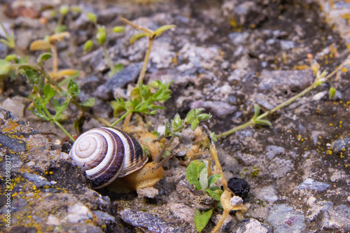 Snail is crawling along a destroyed road