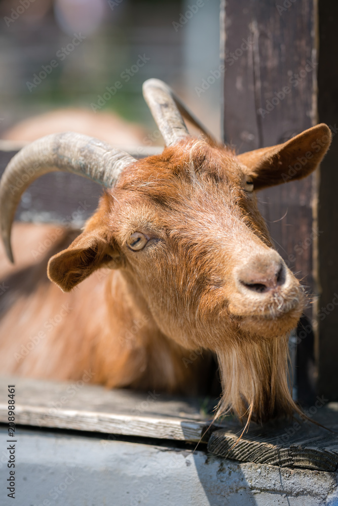 Fototapeta premium Close up of goat head