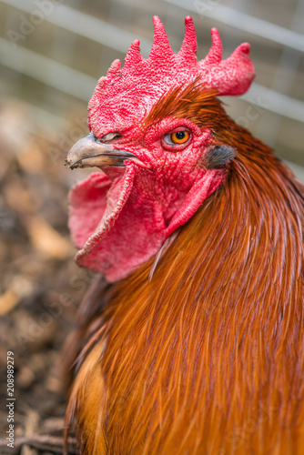 Close up of a head of a chicken