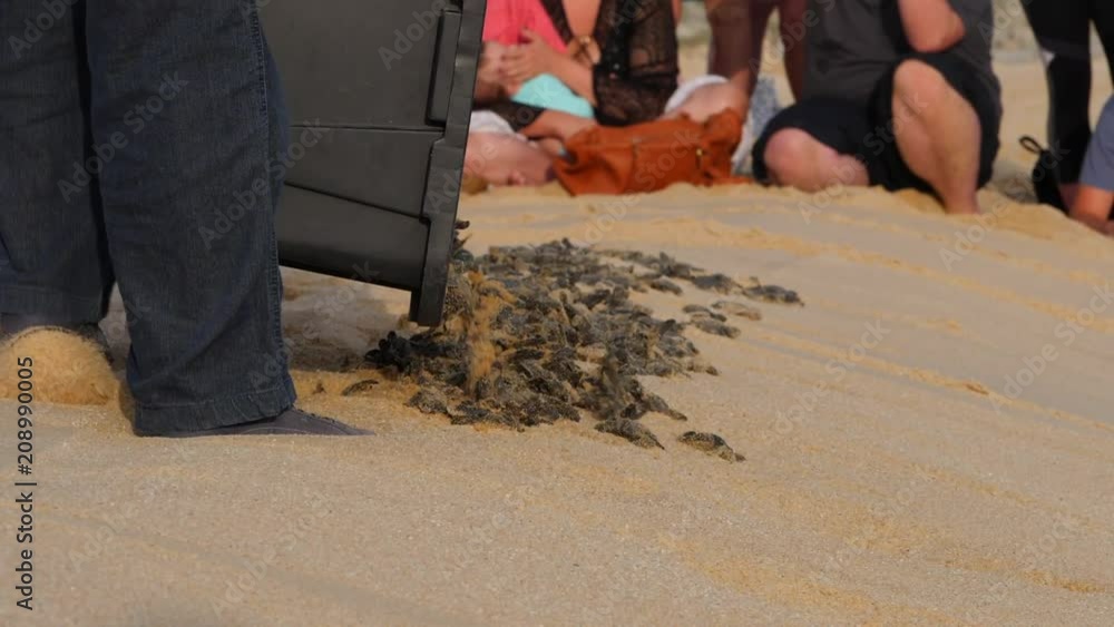 Baby Turtles Being Released into the wild. Crawling to the ocean Baby Turtles Being Released into the wild. Crawling to the ocean