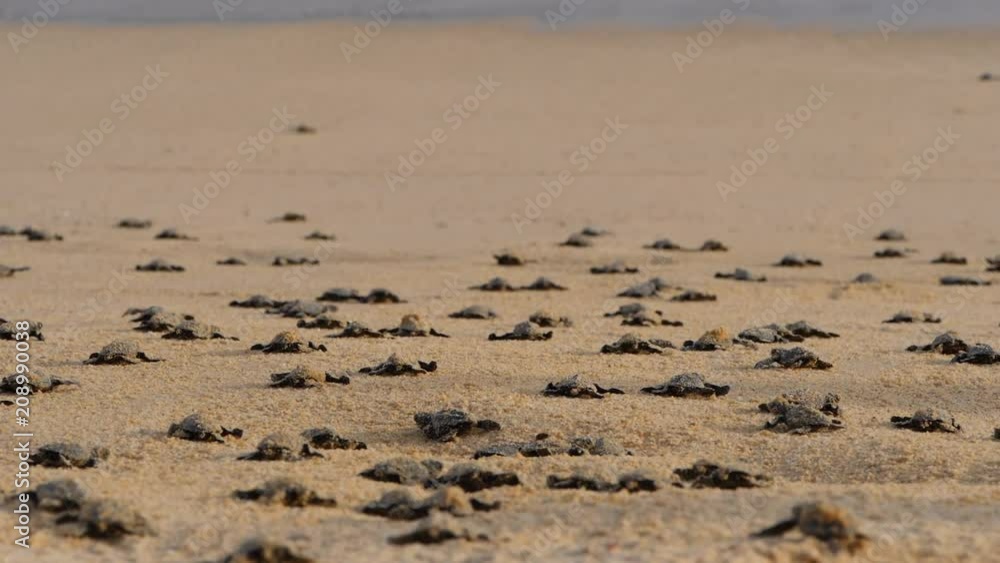 Hundreds of Baby Turtles making their way to the Ocean Hundreds of Baby Turtles making their way to the Ocean
