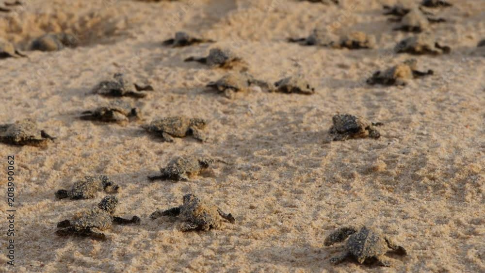 Baby Turtles walking in the sand on their way to the Ocean Baby Turtles walking in the sand on their way to the Ocean