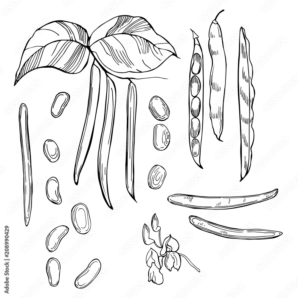 Kidney beans. Hand drawn vegetables on white background. Vector sketch ...