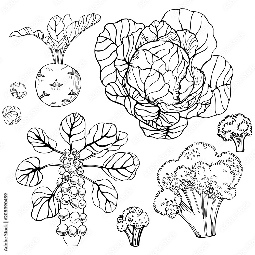 Hand drawn cabbage on white background. Vector sketch illustration. Hand drawn cabbage on white background. Vector sketch illustration.
