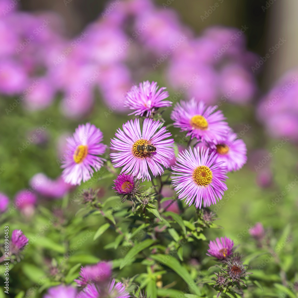 Symphyotrichum dumosum close-up, bushy aster, plant in the aster family. Picturesque bright plant in autumn Symphyotrichum dumosum close-up, bushy aster, plant in the aster family. Picturesque bright plant in autumn