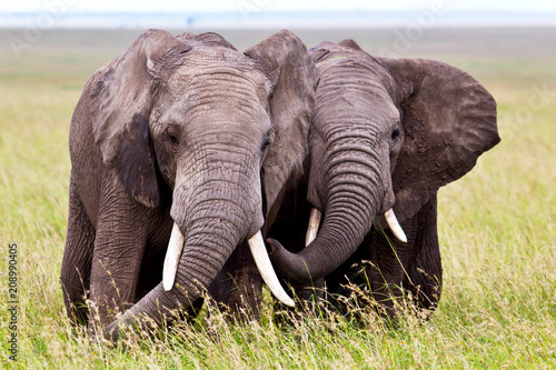 Photography Two elephant bulls on the plains of the Serengeti National Park in Tanzania