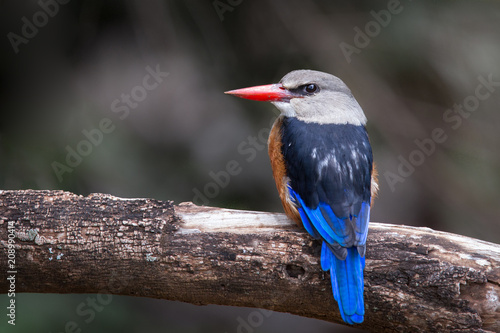Photography Grey-headed kingfisher in Lake Manyara National Park in Tanzania