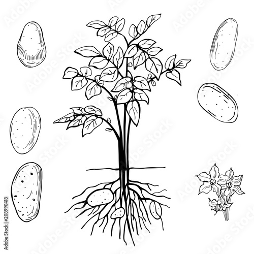 Potatoes. Hand drawn vegetables on white background.   Vector sketch  illustration.