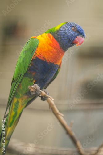 Colorful Lorikeet parrot in a cage