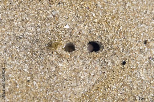 Trou de bivalve coque bretagne mer