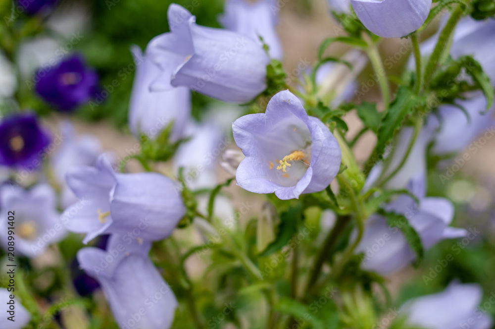 花 花