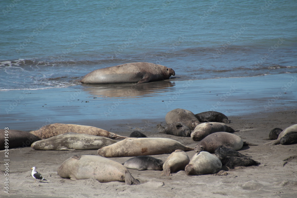 Fototapeta premium El portero