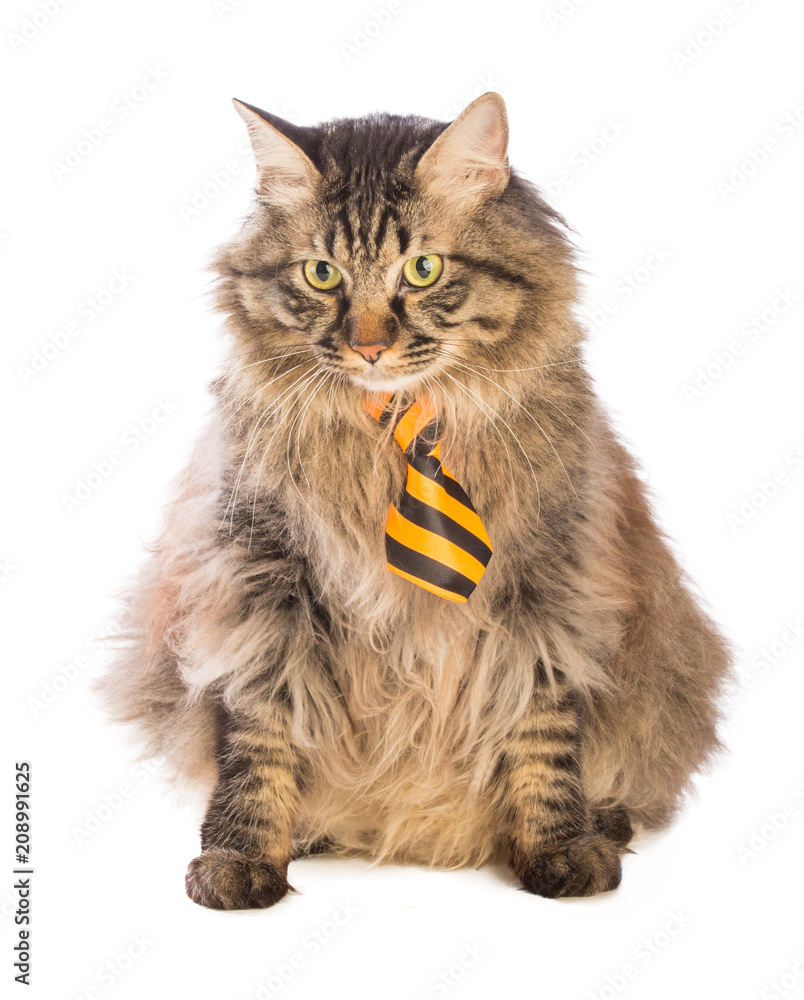 Big cat norvegian is sitting with yellow tie