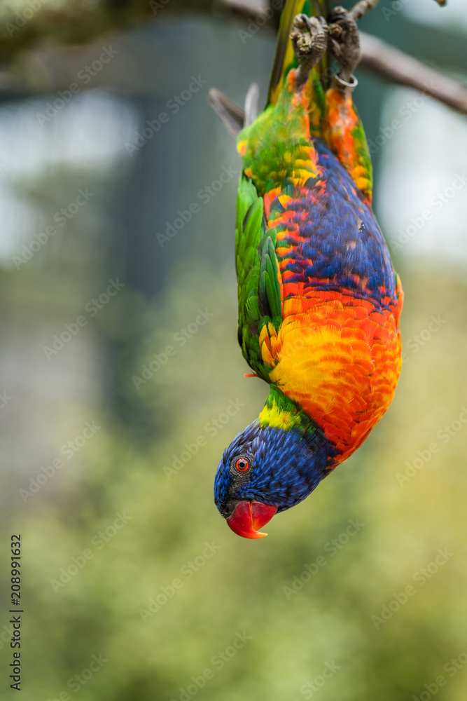 Naklejka premium Colourful Lorikeet parrot hanging down