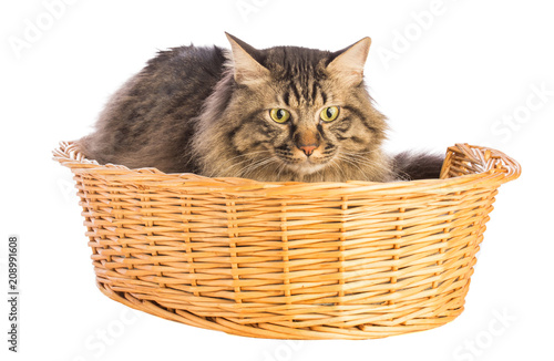 Big cat norwegian, feline with long hair, in basket