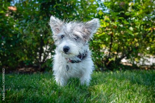 Εκτύπωση καμβά A young scruffy terrier dog mix  on a grassy lawn.