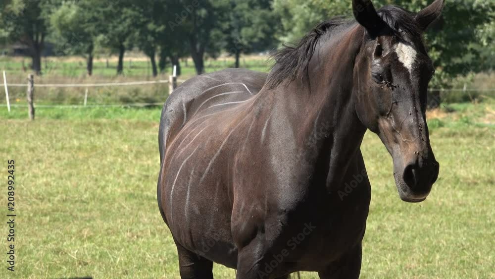 Brown Hanoverian horses grazing peacefully on grassland on an exceptionally hot and sunny summer's day. Brown Hanoverian horses grazing peacefully on grassland on an exceptionally hot and sunny summer's day.