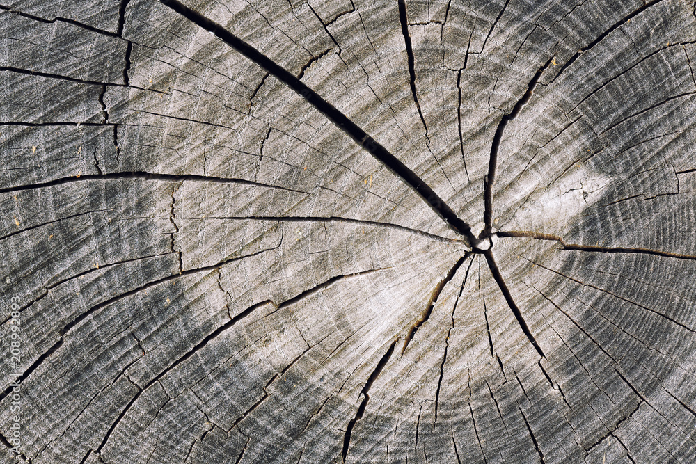 Fototapeta premium Old wood texture with natural patterns.