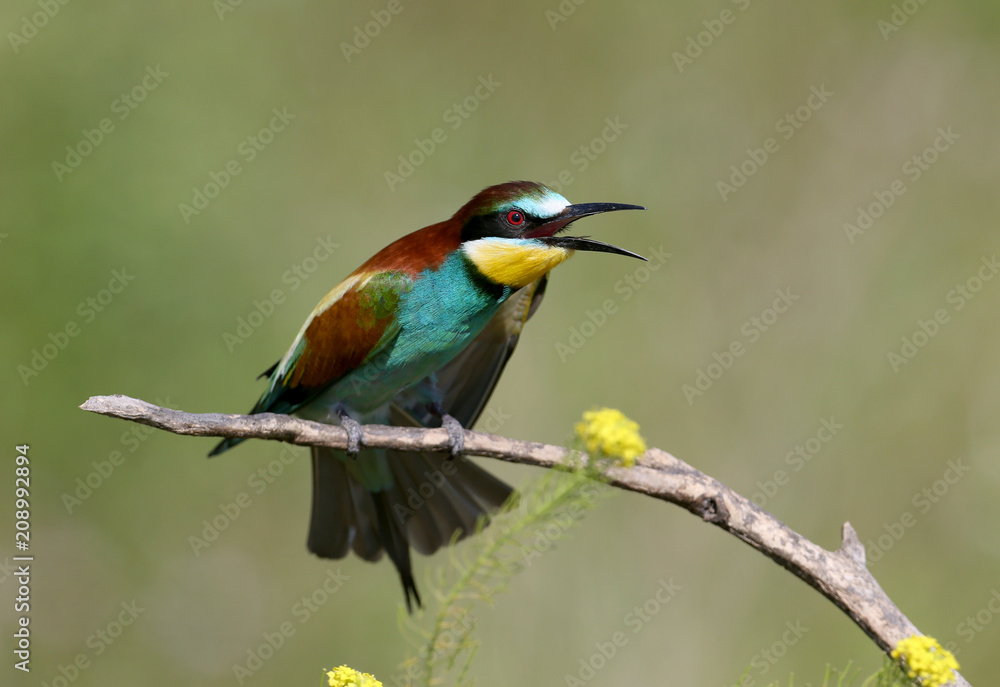 European bee eater sits on a branch on a blurred green background and sings during the mating season. Close-up and unusual foreshortening photo European bee eater sits on a branch on a blurred green background and sings during the mating season. Close-up and unusual foreshortening photo