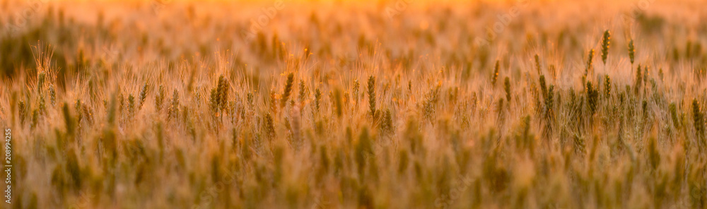 Wheat field. Ears of green wheat. Beautiful Nature Sunset Landscape. Rural Scenery under golden shining Sunlight. Background of ripening ears of meadow wheat field. Rich harvest Concept Wheat field. Ears of green wheat. Beautiful Nature Sunset Landscape. Rural Scenery under golden shining Sunlight. Background of ripening ears of meadow wheat field. Rich harvest Concept