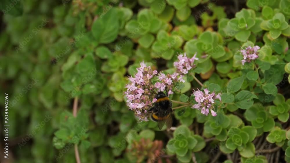 A Bumblebee Collects Nectar On The Flowers A Bumblebee Collects Nectar On The Flowers