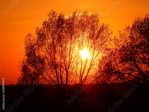 sunset in the forest