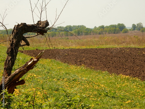 tree in a field