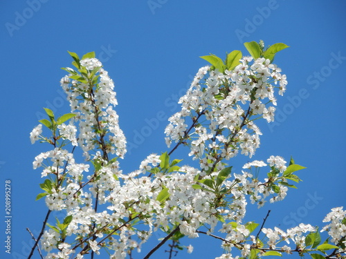 white flowers of cherry tree in spring