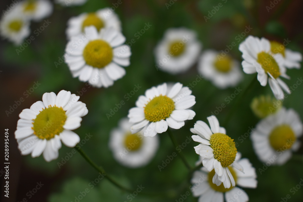 Fototapeta premium Flower