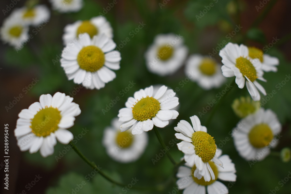 Obraz premium Flower