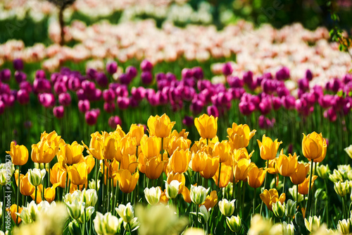 Fototapeta Naklejka Na Ścianę i Meble -  The scenic of tulips in the garden.