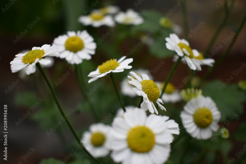 Flower Flower